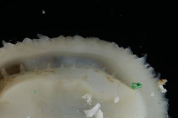Media type: image;   Malacology 393853 Description: live specimen;
